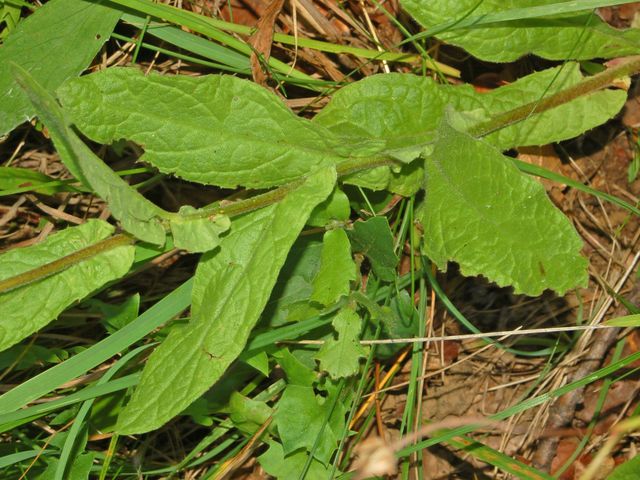 Pulicaria odora / Incensaria odorosa